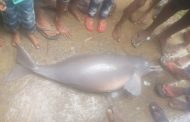 For the first time, a Gangetic River dolphin was found in Siddharthnagar.