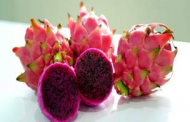 For first time, Dragon Fruit grown by farmers of Gujarat & West Bengal exported to London, United Kingdom & Kingdom of Bahrain...